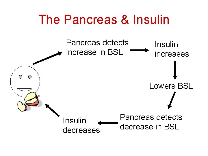 The Pancreas & Insulin Pancreas detects increase in BSL Insulin increases Lowers BSL Insulin