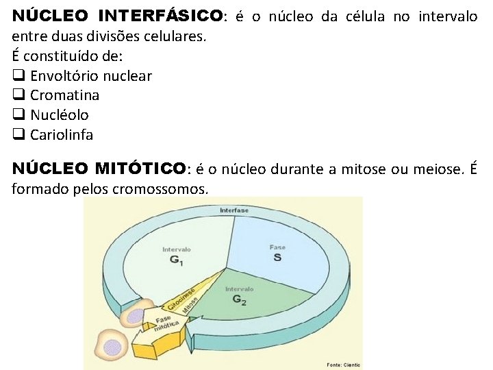 NÚCLEO INTERFÁSICO: é o núcleo da célula no intervalo entre duas divisões celulares. É NÚCLEO INTERFÁSICO: é o núcleo da célula no intervalo entre duas divisões celulares. É