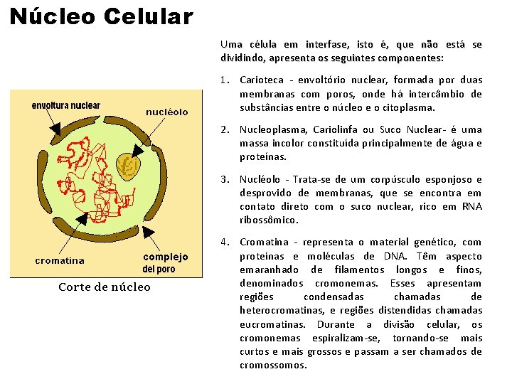 Núcleo Celular Uma célula em interfase, isto é, que não está se dividindo, apresenta