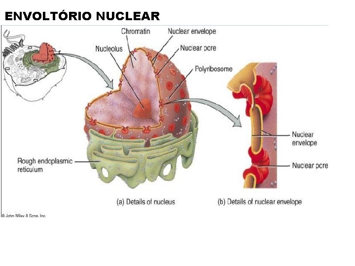 ENVOLTÓRIO NUCLEAR ENVOLTÓRIO NUCLEAR
