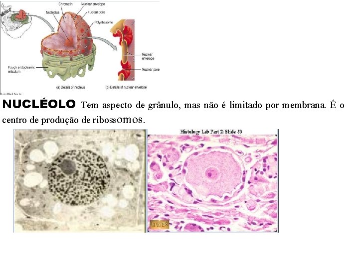 NUCLÉOLO Tem aspecto de grânulo, mas não é limitado por membrana. É o centro