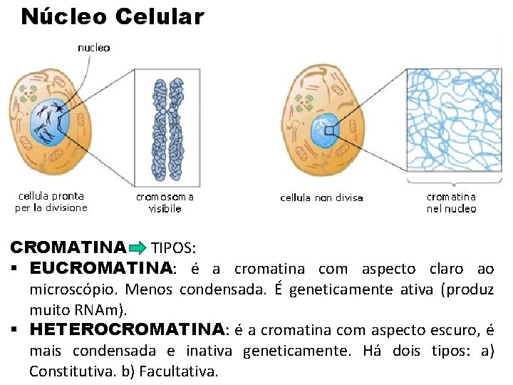 Núcleo Celular CROMATINA • TIPOS: § EUCROMATINA: é a cromatina com aspecto claro ao Núcleo Celular CROMATINA • TIPOS: § EUCROMATINA: é a cromatina com aspecto claro ao