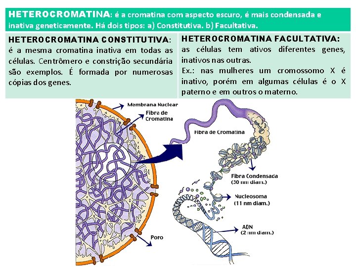 HETEROCROMATINA: é a cromatina com aspecto escuro, é mais condensada e inativa geneticamente. Há HETEROCROMATINA: é a cromatina com aspecto escuro, é mais condensada e inativa geneticamente. Há