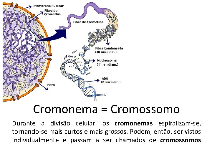 Cromonema = Cromossomo Durante a divisão celular, os cromonemas espiralizam-se, tornando-se mais curtos Cromonema = Cromossomo Durante a divisão celular, os cromonemas espiralizam-se, tornando-se mais curtos