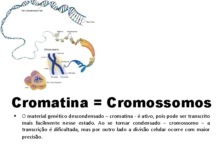 Cromatina = Cromossomos § O material genético descondensado – cromatina - é ativo, pois