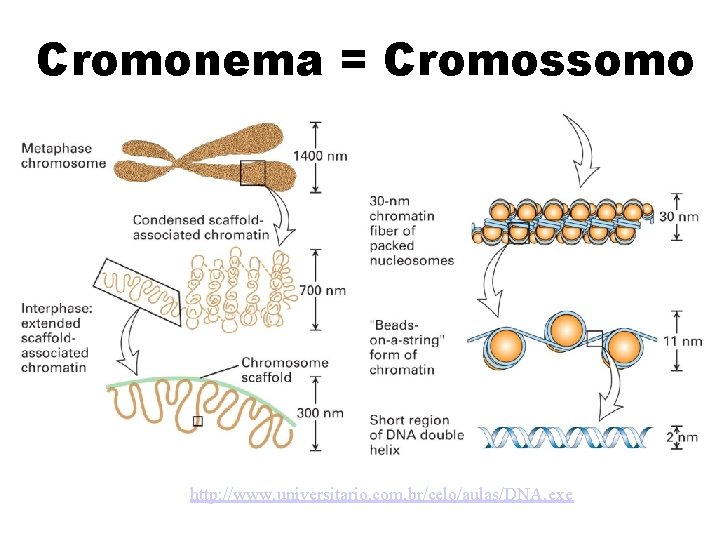Cromonema = Cromossomo http: //www. universitario. com. br/celo/aulas/DNA. exe 
