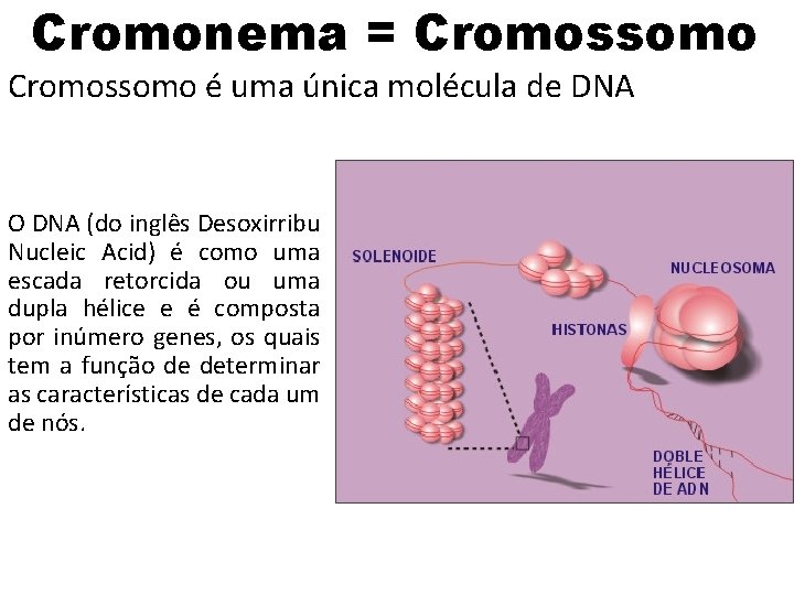 Cromonema = Cromossomo é uma única molécula de DNA O DNA (do inglês Desoxirribu Cromonema = Cromossomo é uma única molécula de DNA O DNA (do inglês Desoxirribu