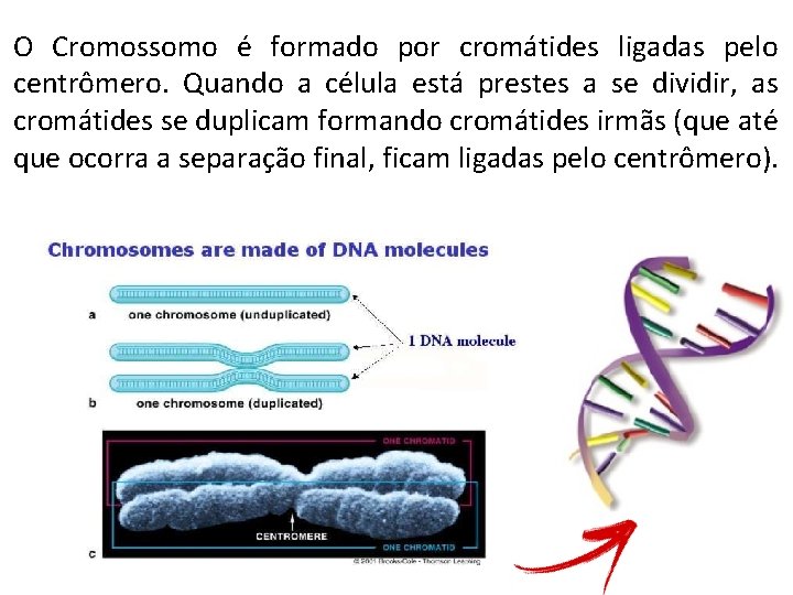 O Cromossomo é formado por cromátides ligadas pelo centrômero. Quando a célula está prestes