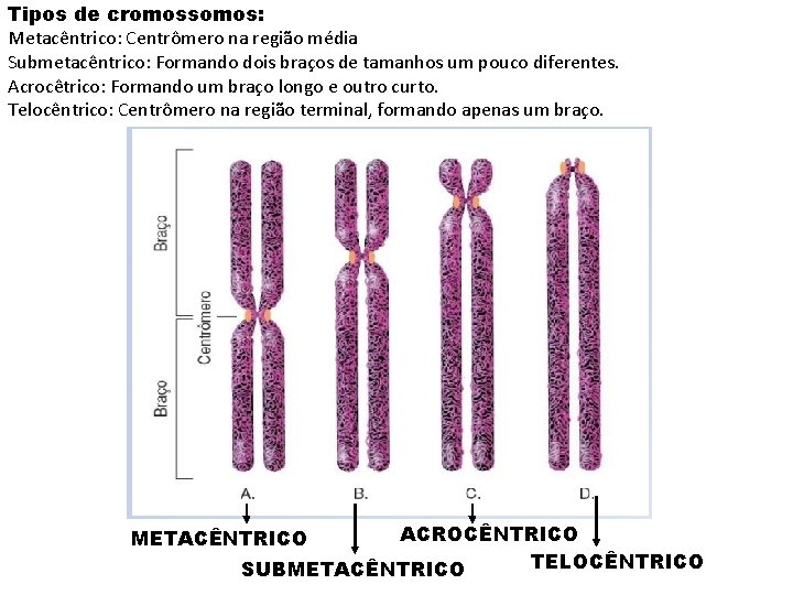 Tipos de cromossomos: Metacêntrico: Centrômero na região média Submetacêntrico: Formando dois braços de tamanhos