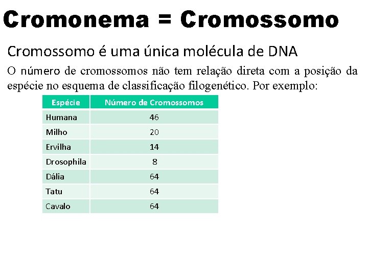 Cromonema = Cromossomo é uma única molécula de DNA O número de cromossomos não