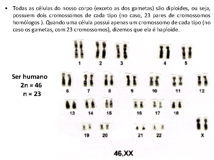 • Todas as células do nosso corpo (exceto as dos gametas) são diploides, • Todas as células do nosso corpo (exceto as dos gametas) são diploides,