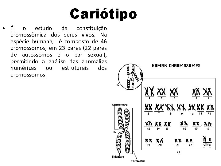 Cariótipo • É o estudo da constituição cromossômica dos seres vivos. Na espécie humana, Cariótipo • É o estudo da constituição cromossômica dos seres vivos. Na espécie humana,