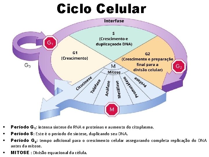 Ciclo Celular • • Período G 1: intensa síntese de RNA e proteínas e