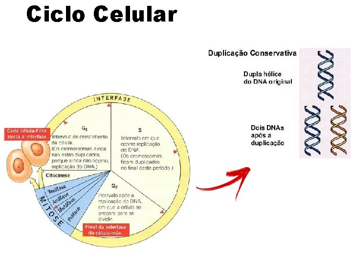 Ciclo Celular Ciclo Celular