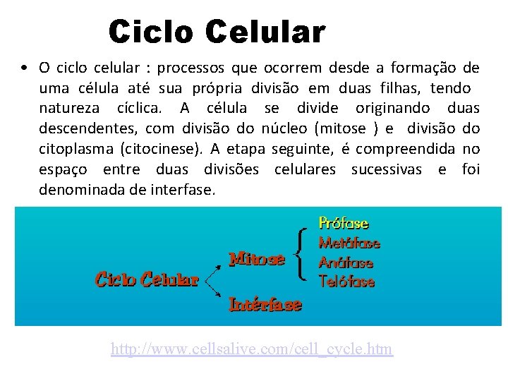 Ciclo Celular • O ciclo celular : processos que ocorrem desde a formação de