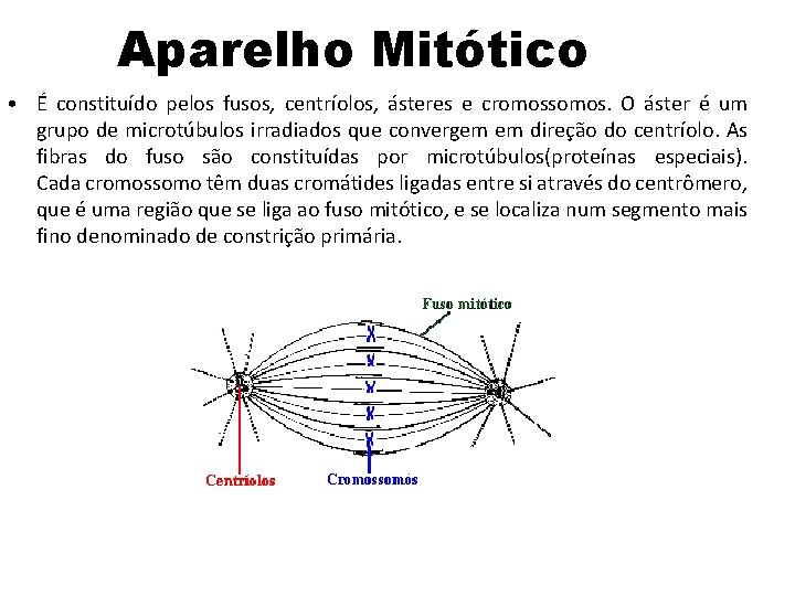 Aparelho Mitótico • É constituído pelos fusos, centríolos, ásteres e cromossomos. O áster é Aparelho Mitótico • É constituído pelos fusos, centríolos, ásteres e cromossomos. O áster é