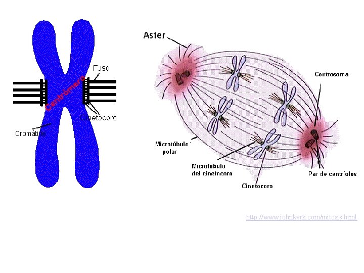 http: //www. johnkyrk. com/mitosis. html http: //www. johnkyrk. com/mitosis. html