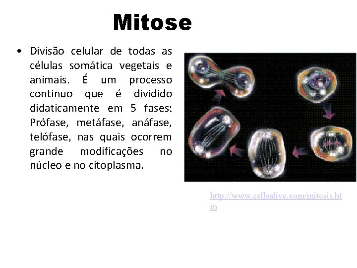 Mitose • Divisão celular de todas as células somática vegetais e animais. É um