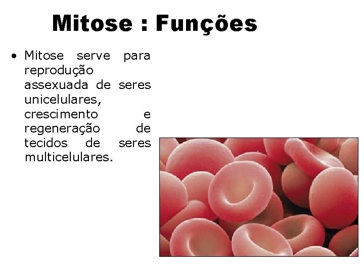 Mitose : Funções • Mitose serve para reprodução assexuada de seres unicelulares, crescimento e