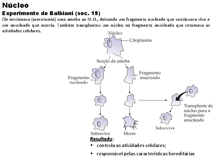 Núcleo Experimento de Balbiani (sec. 19) Ele seccionava (merotomia) uma ameba ao M. O. Núcleo Experimento de Balbiani (sec. 19) Ele seccionava (merotomia) uma ameba ao M. O.