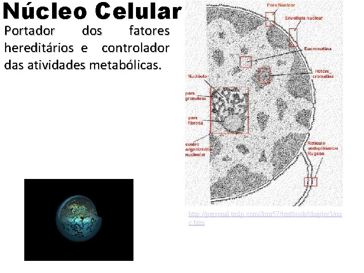 Núcleo Celular Portador dos fatores hereditários e controlador das atividades metabólicas. http: //personal. tmlp. Núcleo Celular Portador dos fatores hereditários e controlador das atividades metabólicas. http: //personal. tmlp.