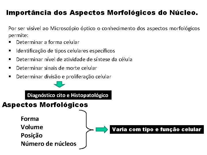 Importância dos Aspectos Morfológicos do Núcleo. Por ser visível ao Microscópio óptico o conhecimento