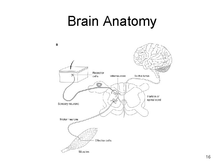 Brain Anatomy 16 Brain Anatomy 16