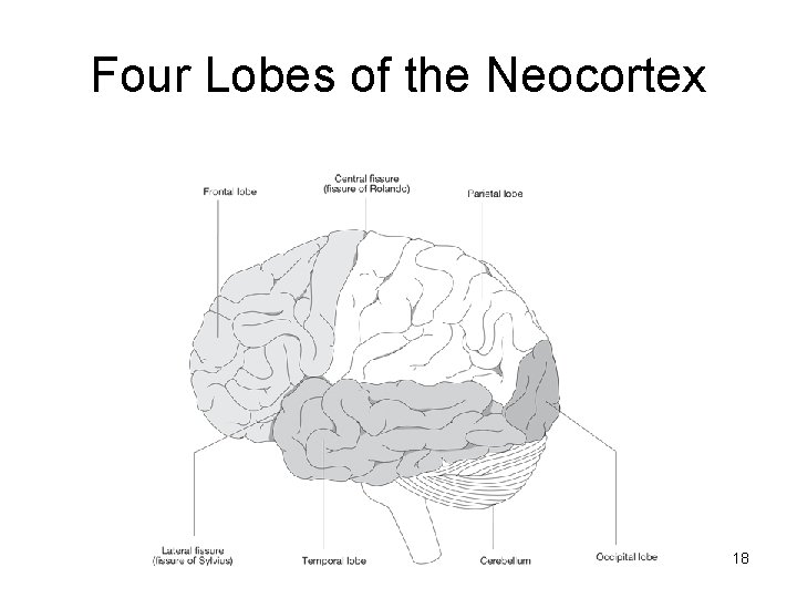 Four Lobes of the Neocortex 18 Four Lobes of the Neocortex 18
