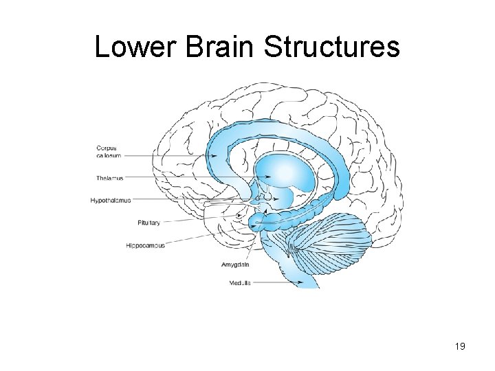 Lower Brain Structures 19 Lower Brain Structures 19
