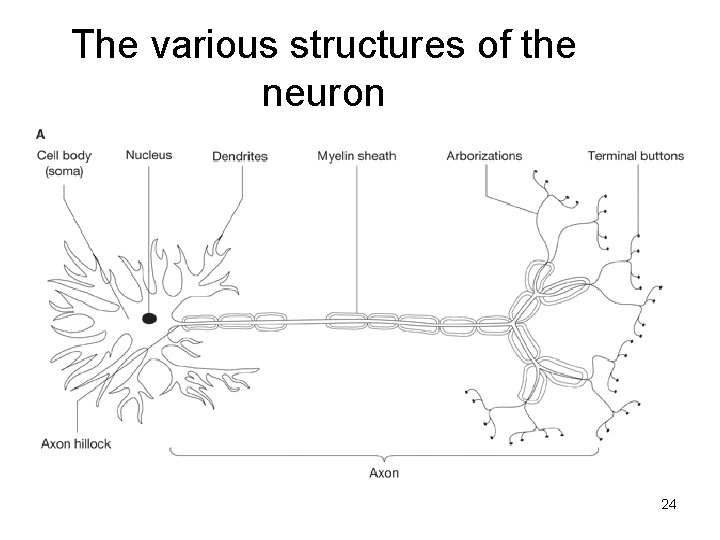 The various structures of the neuron 24 The various structures of the neuron 24