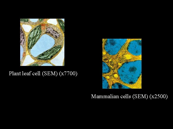 Plant leaf cell (SEM) (x 7700) Mammalian cells (SEM) (x 2500) 