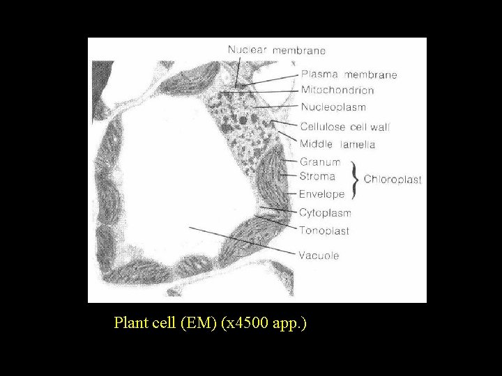 Plant cell (EM) (x 4500 app. ) 