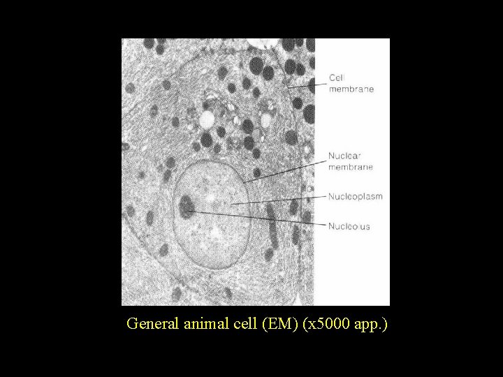 General animal cell (EM) (x 5000 app. ) 