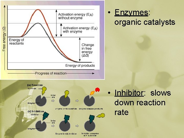  • Enzymes: organic catalysts • Inhibitor: slows down reaction rate 