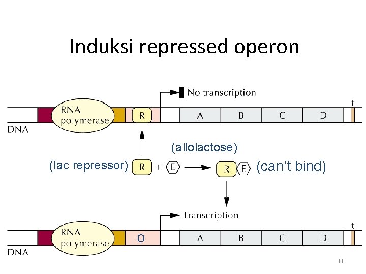 Induksi repressed operon (allolactose) (can’t bind) (lac repressor) o 11 