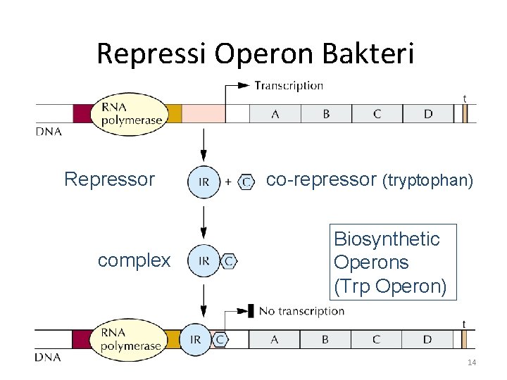 Repressi Operon Bakteri Repressor complex co-repressor (tryptophan) Biosynthetic Operons (Trp Operon) 14 