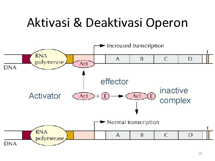 Aktivasi & Deaktivasi Operon effector Activator inactive complex 15 