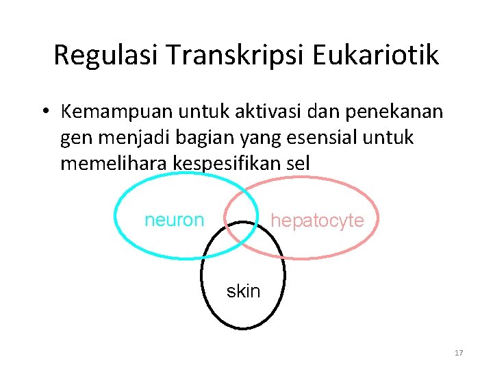 Regulasi Transkripsi Eukariotik • Kemampuan untuk aktivasi dan penekanan gen menjadi bagian yang esensial