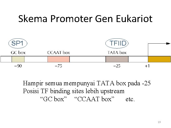 Skema Promoter Gen Eukariot SP 1 TFIID Hampir semua mempunyai TATA box pada -25