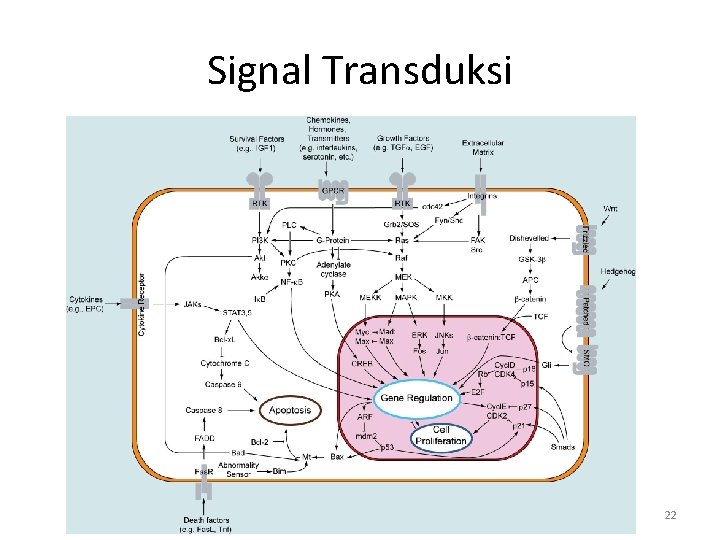 Signal Transduksi 22 