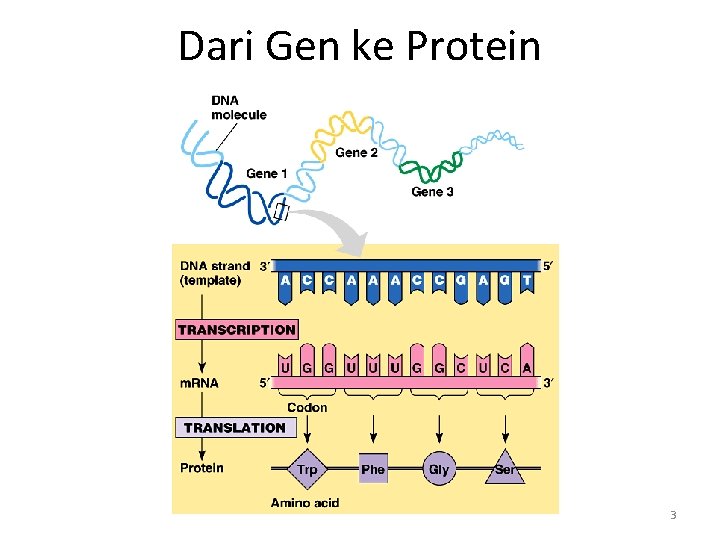 Dari Gen ke Protein 3 