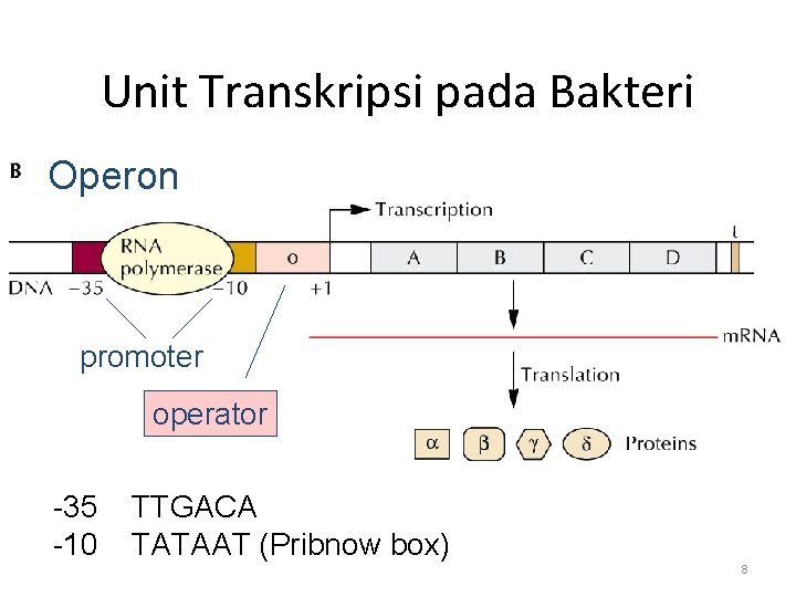Unit Transkripsi pada Bakteri Operon promoter operator -35 -10 TTGACA TATAAT (Pribnow box) 8