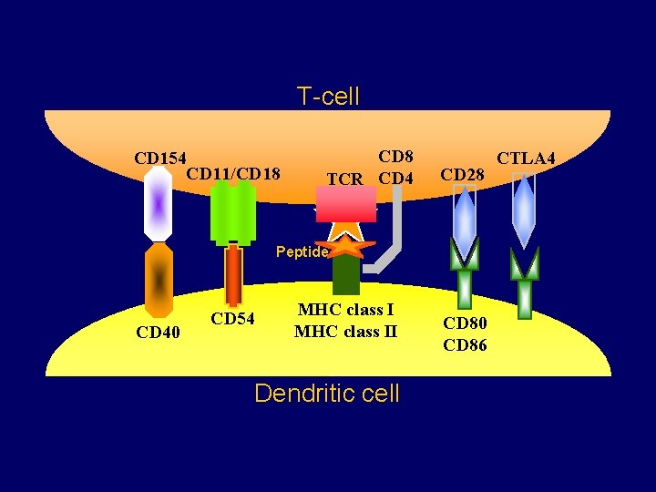 T-cell CD 154 CD 11/CD 18 CD 8 TCR CD 4 CD 28 Peptide