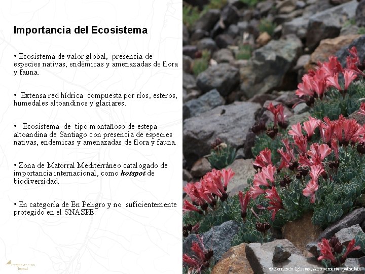 Importancia del Ecosistema • Ecosistema de valor global, presencia de especies nativas, endémicas y
