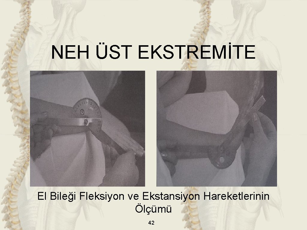 NEH ÜST EKSTREMİTE El Bileği Fleksiyon ve Ekstansiyon Hareketlerinin Ölçümü 42 NEH ÜST EKSTREMİTE El Bileği Fleksiyon ve Ekstansiyon Hareketlerinin Ölçümü 42
