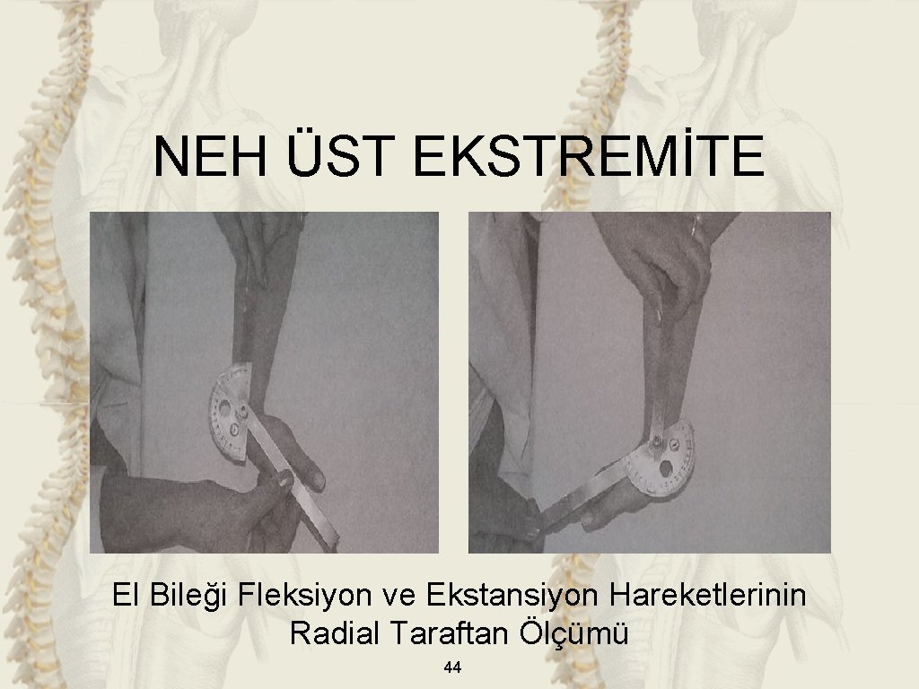 NEH ÜST EKSTREMİTE El Bileği Fleksiyon ve Ekstansiyon Hareketlerinin Radial Taraftan Ölçümü 44 NEH ÜST EKSTREMİTE El Bileği Fleksiyon ve Ekstansiyon Hareketlerinin Radial Taraftan Ölçümü 44