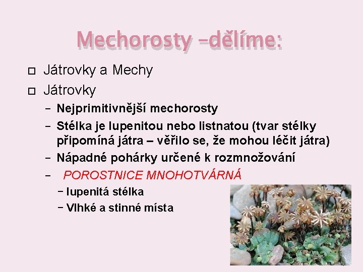 Mechorosty –dělíme: Játrovky a Mechy Játrovky Nejprimitivnější mechorosty − Stélka je lupenitou nebo listnatou