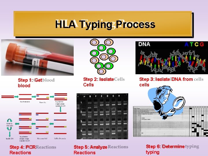 HLA Typing Process Step 1: Get blood Step 4: PCR Reactions Step 2: Isolate