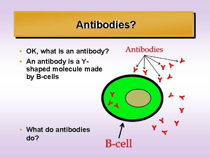 Antibodies? • OK, what is an antibody? • An antibody is a Yshaped molecule