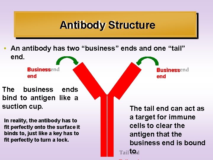 Antibody Structure • An antibody has two “business” ends and one “tail” end. Business